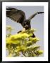 Snail Kite At Top Of Tree With Apple Snail, Brazil by Roy Toft Limited Edition Print
