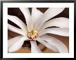 Magnolia X Loebneri Leonard Messel, Close-Up Of White Flower by Susie Mccaffrey Limited Edition Print
