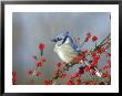 Blue Jay, Marion County, Usa by Daybreak Imagery Limited Edition Print