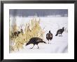 A Flock Of Wild Turkey Pick Over A Corn Field In Williston, Vermont, Wednesday, March 5, 2003 by Alden Pellett Limited Edition Print