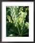 Pieris Japonica, Debutante (Lily Of The Valley Shrub), Small White Flowers On Green Stems by Mark Bolton Limited Edition Print