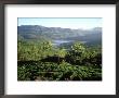 Tea Plantations, Kerala, South India by John Downer Limited Edition Pricing Art Print