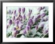 Crocus Tommasinianus (Barrs Purple), Purple Flowers Pushing Through Snow, Bulb, February, Spring by Chris Burrows Limited Edition Print