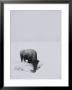 A American Bison Finds A Spot For A Drink In The Middle Of The Snow-Covered Terrain by Tom Murphy Limited Edition Print