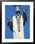 Pair Of Pileated Woodpeckers On Floridas Gulf Coast by Klaus Nigge Limited Edition Print