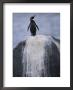 A Humboldt, Or Peruvian, Penguin On A Rock Stained With Guano by Joel Sartore Limited Edition Print