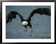 An American Bald Eagle Grabs A Fish In Its Talons by Klaus Nigge Limited Edition Print