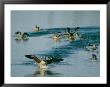 A Group Of Canada Geese Coming In For A Water Landing by Michael S. Lewis Limited Edition Pricing Art Print