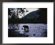 A Black Bear Searches For Sockeye Salmon In Shallow Waters by Joel Sartore Limited Edition Print