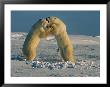 Two Male Polar Bears Playfully Wrestle To Help Hone Fighting Skills by Norbert Rosing Limited Edition Print
