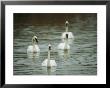 Four Swans Swim Close Together by Joel Sartore Limited Edition Print