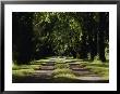 An Unpaved Road Runs Between Two Rows Of Trees by Anne Keiser Limited Edition Pricing Art Print