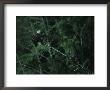 An Adult And A Juvenile Bald Eagle Perch On A Branch by Joel Sartore Limited Edition Pricing Art Print