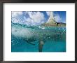 A Tiger Shark Eats An Albatross Close To Shore by Bill Curtsinger Limited Edition Pricing Art Print