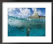 A Tiger Shark Eats An Albatross Close To Shore by Bill Curtsinger Limited Edition Print