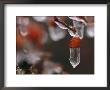 Ice Clings To Rose Hips During A Winter Storm by George F. Mobley Limited Edition Print