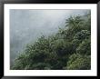 Foggy Rain Forest With Palm Trees On A Taveuni Island Hillside by Tim Laman Limited Edition Print