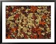 A Tumble Of Fall Colored Oak Leaves And Reindeer Moss Near Lake Waccamaw by Raymond Gehman Limited Edition Print