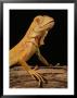 Portrait Of An Albino Green Iguana by Marian Bacon Limited Edition Print