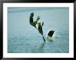 Two Brown Pelicans Dive Into Water After Fish by Bill Curtsinger Limited Edition Print