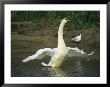 Mute Swan Flapping Its Wings While Standing In Water by Klaus Nigge Limited Edition Print