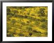 Morning View Of Farmland, Mallorca, Balearics, Spain by Walter Bibikow Limited Edition Print