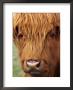 Scottish Cow, Queenstown, South Island, New Zealand by David Wall Limited Edition Print