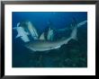 Caribbean Reef Sharks In A Feeding Frenzy by Brian J. Skerry Limited Edition Print