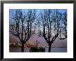 Bare Trees In Front Of Locarno And Lake Maggiore At Dusk, Locarno, Switzerland by Martin Moos Limited Edition Print