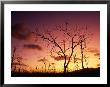 Dead Trees Silhouetted At Sunset, Airlie Beach, Queensland, Australia by John Banagan Limited Edition Print