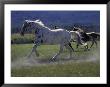 Running Horses At Hartgrave Ranch, Montana, Usa by Darrell Gulin Limited Edition Print