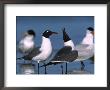 Laughing Gull Courtship Display, Florida, Usa by Charles Sleicher Limited Edition Print