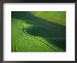 View Of Spring Wheat, Palouse, Washington, Usa by Terry Eggers Limited Edition Print