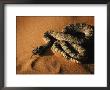 Great Basin Rattlesnake, A Subspecies Of The Western Rattler, Utah, Usa by Karl Lehmann Limited Edition Print