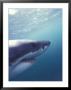 Underwater View Of A Great White Shark, South Africa by Stuart Westmoreland Limited Edition Print