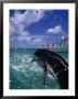 Jumping Dolphin Fish, Florida, Usa by Greg Johnston Limited Edition Print