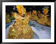 Parade Of Carnival At Sambodromo, Centro, Rio De Janeiro, Brazil by John Maier Jr. Limited Edition Print