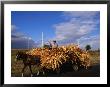 Laden Wagon Near Ivesti, Galati, Romania, by Diana Mayfield Limited Edition Pricing Art Print