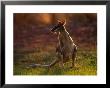 Agile Wallaby (Macropus Agilis), Kakadu National Park, Australia by Mitch Reardon Limited Edition Print