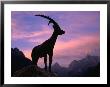 Statue Of Mythical Chamois Zlatrog At Sunrise In Pisnica Valley, Gorenjska, Slovenia by Grant Dixon Limited Edition Pricing Art Print