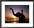 Elephant Bathing With It's Mahout In The Rapti River, Royal Chitwan National Park, Sauraha, Nepal by Andrew Parkinson Limited Edition Print