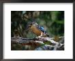Blue Winged Kookaburra (Decelo Leachii), Kakadu National Park, Australia by Mitch Reardon Limited Edition Pricing Art Print