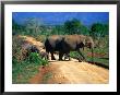 Elephant Family Crossing Road Uda Walawe National Park, Sabaragamuwa, Sri Lanka by Michael Aw Limited Edition Print