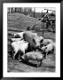 Championship Yorkshire Mother Pig With Babies by Francis Miller Limited Edition Print