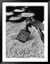 100 Pearls Being Counted At A Time Using Device At Factory by Alfred Eisenstaedt Limited Edition Print