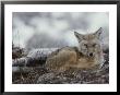A Coyote (Canis Latrans) Curled Up On The Ground by Tom Murphy Limited Edition Print