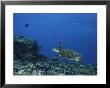 An Endangered Hawksbill Turtle Swims Over A Reef by George Grall Limited Edition Print