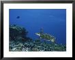 An Endangered Hawksbill Turtle Swims Over A Reef by George Grall Limited Edition Pricing Art Print