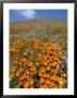 California Poppies And Lupines Fill A Landscape With A Golden Glow by Rich Reid Limited Edition Pricing Art Print