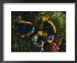 Orange-Fin Anemonefish Inspects Eggs Laid By Mate In Sea Anemone by Paul Nicklen Limited Edition Print